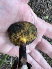 Aureoboletus innixus