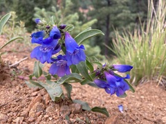 Penstemon glaber