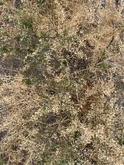 Lepidium densiflorum