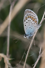 Plebejus
