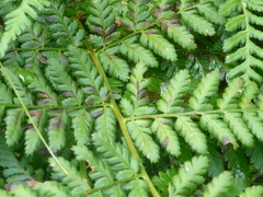 Dryopteris dilatata