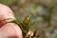Ceratophyllum echinatum