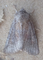 Lacinipolia meditata