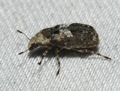 Euparius paganus