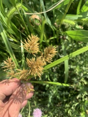 Cyperus esculentus