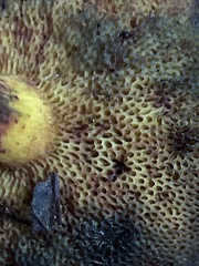 Aureoboletus innixus