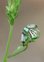 Misumenoides formosipes