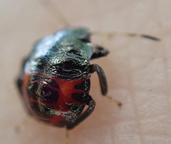 Asopinae
