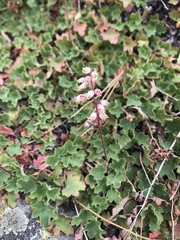 Heuchera parishii