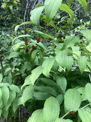 Streptopus amplexifolius