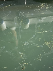 Carybdea marsupialis