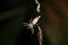 Cyclosa
