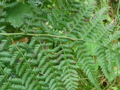 Dryopteris dilatata