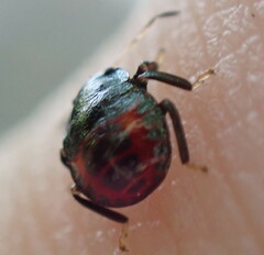 Asopinae