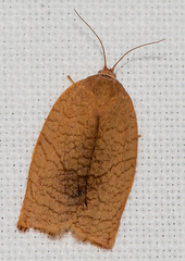 Cacoecimorpha pronubana