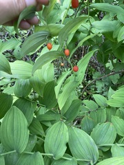 Streptopus amplexifolius