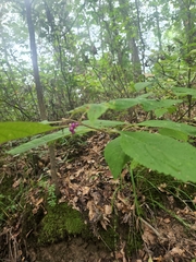 Callicarpa americana