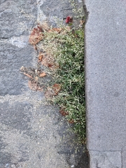 Eragrostis minor