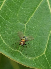 Dolichopodidae