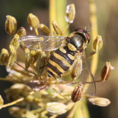 Syrphus