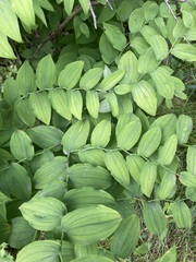 Streptopus amplexifolius