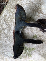 Aureoboletus innixus