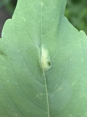 Neolasioptera impatientifolia