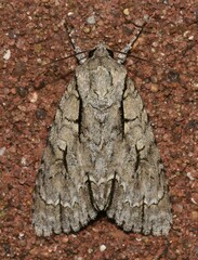 Acronicta lobeliae