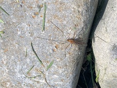 Nephrotoma ferruginea