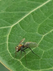 Dolichopodidae