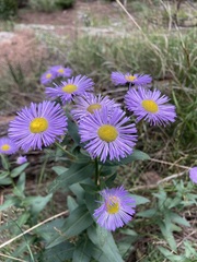 Erigeron speciosus