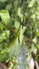Mantis religiosa