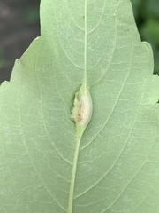 Neolasioptera impatientifolia