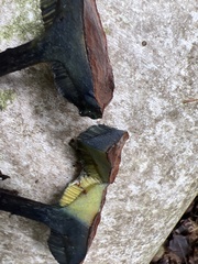 Aureoboletus innixus