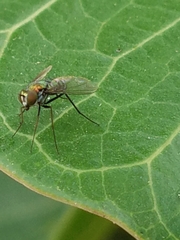 Dolichopodidae