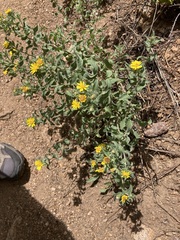 Heterotheca