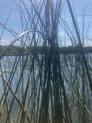 Schoenoplectus acutus