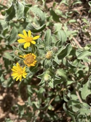 Heterotheca