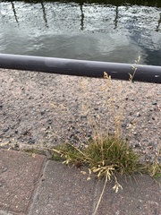Agrostis capillaris