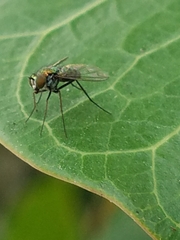 Dolichopodidae