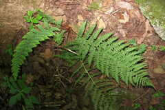 Dryopteris marginalis