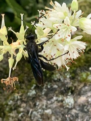 Sphex pensylvanicus