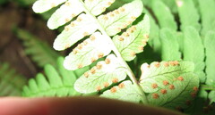 Dryopteris marginalis