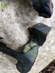 Aureoboletus innixus