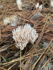 Ramaria stricta