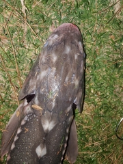 Acipenser transmontanus