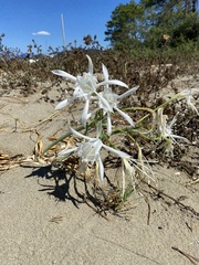 Pancratium maritimum