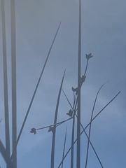 Schoenoplectus acutus