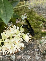 Sphex pensylvanicus