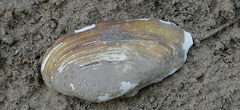 Unio pictorum
